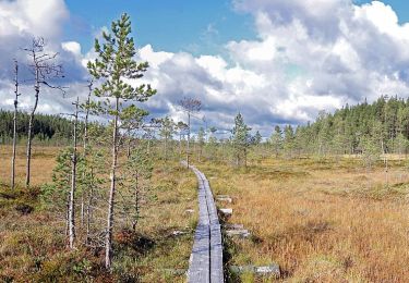 Tour Zu Fuß Saarijärvi - Kotajärven polku - Photo