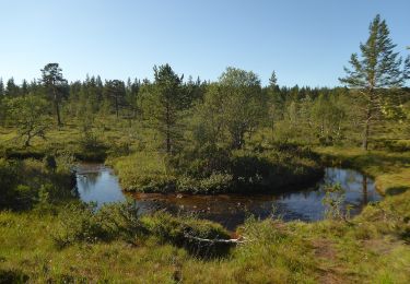 Tour Zu Fuß Inari - Kiiruna, luontopolku - Photo