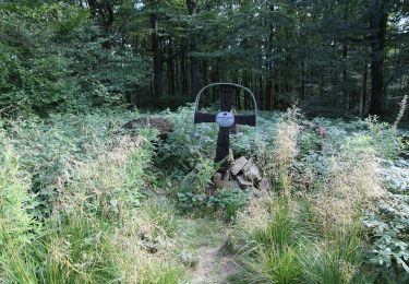 Excursión A pie Baligród - Ścieżka przyrodnicza na Chryszczatą - Photo