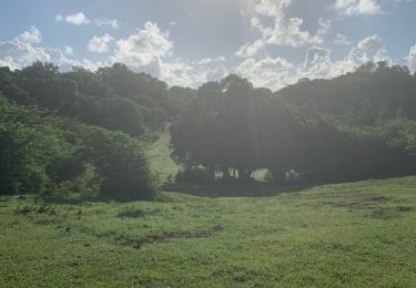 Tocht Trail Sainte-Anne - Modette  - Photo