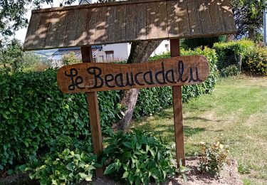 Tour Wandern Hénon - Dans le bois des pins. - Photo