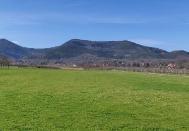 Trail Horseback riding Mollkirch - 2020-03-15 Picnic CVA Bernardswiller - Photo