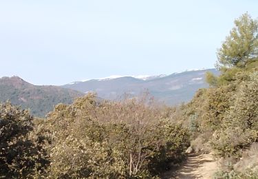 Excursión Senderismo Les Mées - les mees . Apollinaire par le sentier des oliviers  - Photo