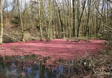 Tour Zu Fuß Bernissart - Les Marais d'Harchies - Photo