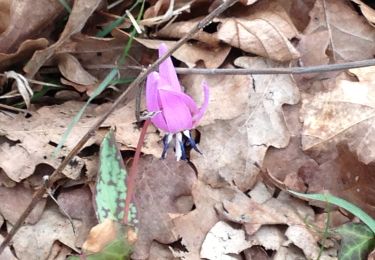 Tocht Te voet Gambolò - Anello delle farfalle - Photo