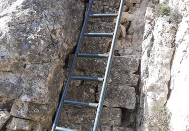 Trail Walking Le Revest-les-Eaux - Mont  Caume - Photo