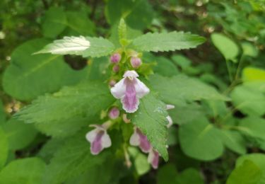 Trail Walking Chorges - Circuit de Serre Cocu.  - Photo