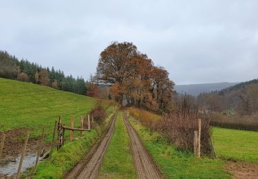 Trail Walking Vielsalm - Balade à Grand-Halleux - Photo