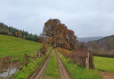 Tocht Stappen Vielsalm - Balade à Grand-Halleux - Photo