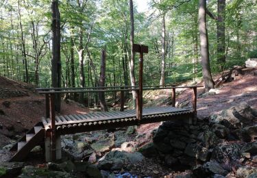 Excursión Senderismo Spa - La forêt et les fagnes - Photo