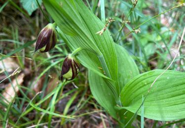 Tocht sport Doulaincourt-Saucourt - 52 DOULAINCOURT sabots 20 mai 2025 - Photo