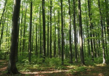 Tour Zu Fuß Sebnitz - Rundweg Gelber Punkt - Photo