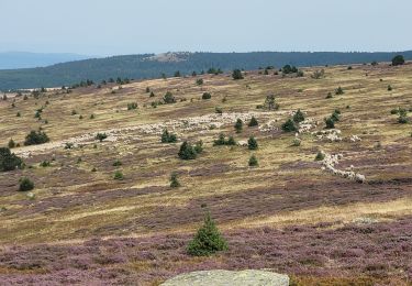 Trail Walking Cubières - Le bleymard  mont finies via le signal de laubies  - Photo