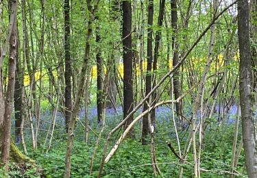 Tour Wandern Gerpinnes - Chapelle du tri Marie Lineau  - Photo