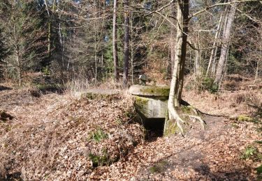 Randonnée A pied Steinfeld - Westwallwanderweg Schaidt - Photo