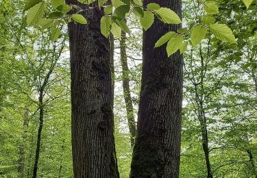 Percorso Marcia Ancerville - anceevilleforet de valtiermont - Photo