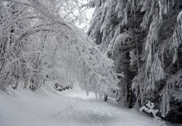 Trail Snowshoes Saint-François-de-Sales - Les-Creusates-2021-01-04 - Photo