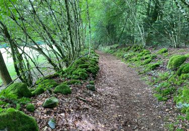 Trail Walking Bort-les-Orgues - Les Orgues  - Photo