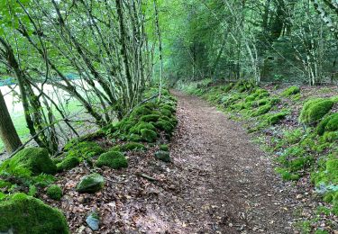 Tocht Stappen Bort-les-Orgues - Les Orgues  - Photo