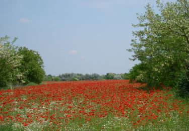 Excursión A pie Ásotthalom - K+ Back-Kápolna – Ásotthalom - Photo