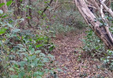 Trail Walking Voeren - 's-Gravenvoeren  - Photo