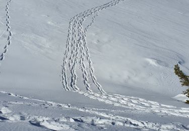 Excursión Raquetas de nieve Gréolières - GREOLIERES - Photo