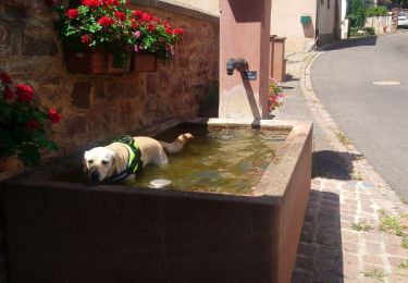 Excursión Senderismo Herrlisheim-près-Colmar - Herrlisheim près Colmar-- Hattstat- Voegtlinshoffen - Photo