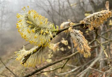 Tour Wandern Betpouey - Betpouey - Photo