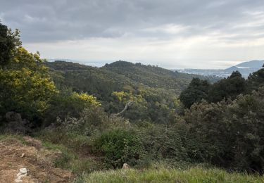 Trail Walking Mandelieu-la-Napoule - Mimosa grand duc V2 - Photo