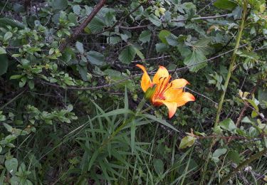 Trail Walking La Valette - Boucle au pied du Piquet de Nantes - Photo