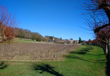 Percorso Marcia Noizay - Noizay - Sentier vignes et coteaux - 14km 185m 3h00 - 2022 02 26 - Photo