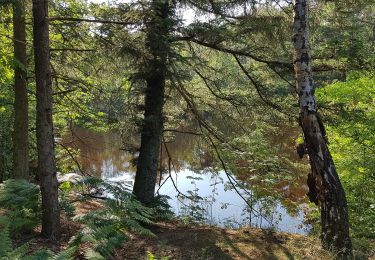 Randonnée A pied De Bilt - Rondom Berg en Bosch - Photo