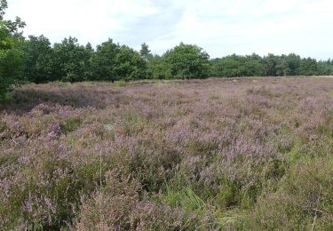 Randonnée A pied Heeze-Leende - Rulse Laarzenpad - Photo