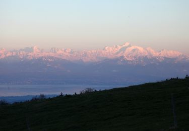 Tour Zu Fuß Juriens - TP Mollendruz - Romainmôtie - Photo