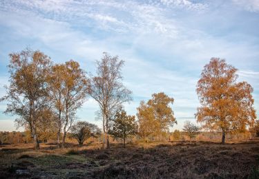 Randonnée A pied Baarn - Groene Wissel: Den Dolder - Photo