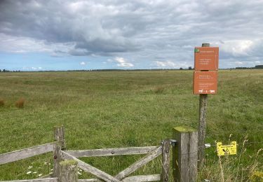 Excursión A pie Noardeast-Fryslân - Vogelroute - Photo