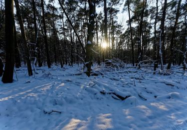 Percorso A piedi Ermelo - Leuvenumse bos vrije wandeling - Photo