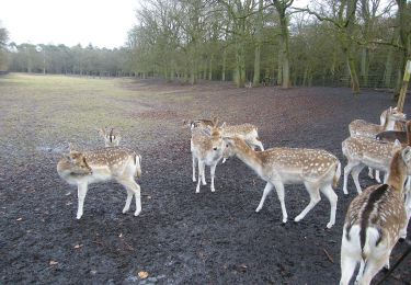 Percorso A piedi Zeist - Zeisterbos 1 - Photo