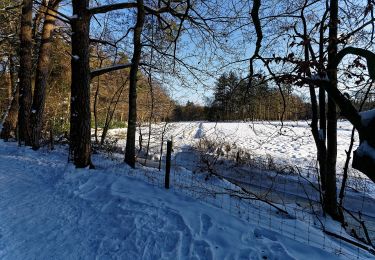 Percorso A piedi Ermelo - Leuvenumse bos (blauwe route) - Photo