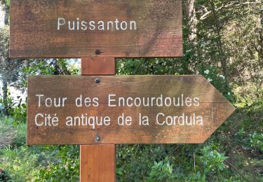 Trail Walking Vallauris - Puissanton V - Photo