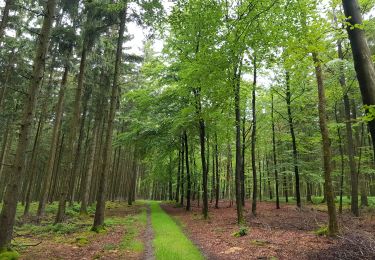 Trail Walking Saint Vith - 2021-05-17_18h38m48_recht - Photo