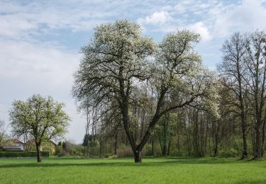 Tour Zu Fuß Schleißheim - AVE-Runde - Photo