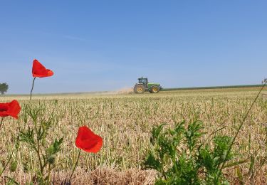 Tour Zu Fuß Walcourt - Balade de Gourdinne à Thy-le-Château - Photo