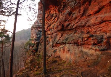 Randonnée A pied Annweiler am Trifels - Annweilerer Burgenweg - Photo