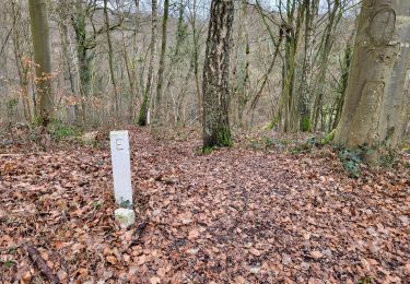 Trail Walking Modave - Pont de Bonne 060224 - Photo