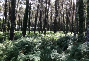 Excursión Bici de montaña Soorts-Hossegor - Boucle Seignosse - Souston - Photo