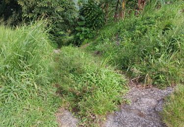 Tour Wandern Le Lorrain - Morne Wawa - Photo