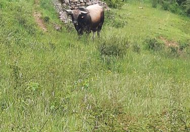 Tour Wandern Pont de Montvert - Sud Mont Lozère - Pont Montvert - Florac - Photo