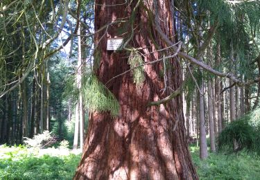 Tour Wandern Lützelhausen - le rocher de Mutzig - Photo