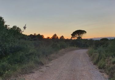 Tocht Stappen Torroella de Montgrí - Ermita de Santa Caterina - Photo